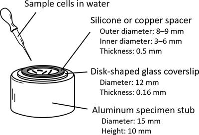 Method of preparing unfixed ciliates for scanning electron microscopy without noticeable artifacts